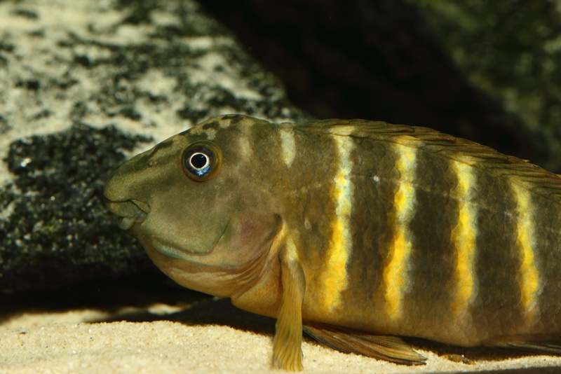 Eretmodus marksmithi 'Cape Tembwe'